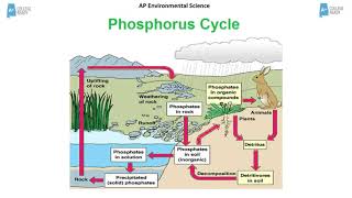 AP Environmental Science Biogeochemical Cycles [upl. by Enyledam]