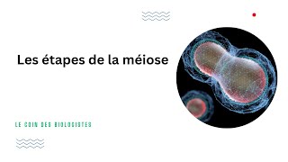 Les étapes de la méiose Animation [upl. by Alida]