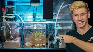 How to set up the ULTIMATE Refugium  Tips amp Tricks [upl. by Yelekalb664]