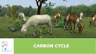 CARBON CYCLE [upl. by Veator536]