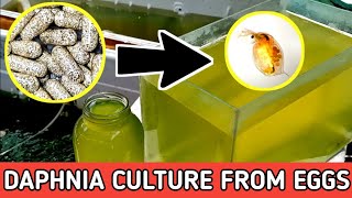 HOW TO HATCH DAPHNIA EGGS  HOW TO CULTURE DAPHNIA [upl. by Rockel]