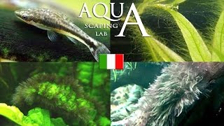 Aquascaping Lab  Alghe in Acquario come prevenirle individuarle ed eliminarle [upl. by Dag]