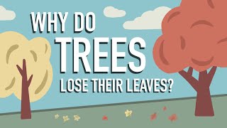 Why Do Trees Lose their Leaves [upl. by Boothman]