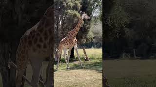 Werribee Open Range Zoo [upl. by Ifok]