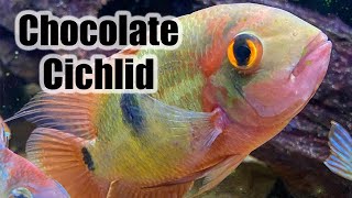 Chocolate Cichlid  Care Guide amp Species Profile [upl. by Noxas]