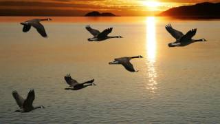 5lessons to learn from geese [upl. by Aytak]