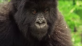 Meet This Family of Mountain Gorillas  Cousins  BBC Earth [upl. by Andre232]