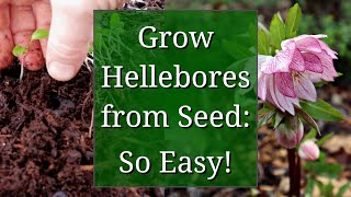 Grow Hellebores from Seed [upl. by Peterson]