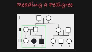 How to Read a Pedigree [upl. by Dolley]