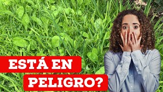 🔴 Top 5 Estrategias para Eliminar la Mala Hierba del Pasto 🖐🏼 [upl. by Einobe]