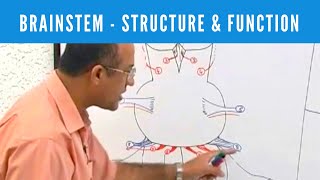 Brainstem  Structure and Function  Neuroanatomy [upl. by Alexei]