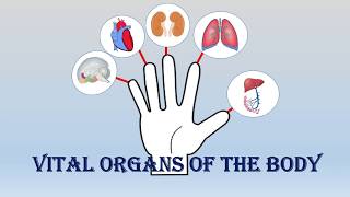 Learn Internal Organs Name for Kids  Parts of the Body  Human Organ Name for Kids  Sakee Kids [upl. by Timon]