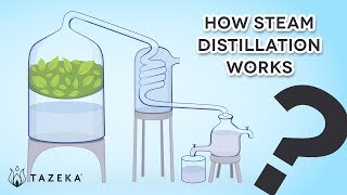 How Steam Distillation Works [upl. by Anielram]