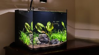 Waterbox Aquariums Cube 10 AllInOne Review [upl. by Studdard]