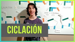 Ciclación de Glúcidos [upl. by Anatniuq]