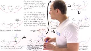 Mechanism of Chymotrypsin and Catalytic Triad [upl. by Bess]