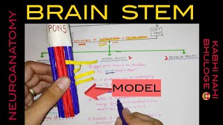 Brain Stem  1  Medulla Oblongata [upl. by Srednas]