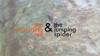 CRAZY BEAUTIFUL NATURE Exploding ants Colobopsis amp jumping spider mimic Myrmarachne [upl. by Medarda]