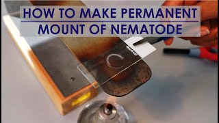 PERMANENT MOUNT OF FIXED NEMATODES [upl. by Akimahs]