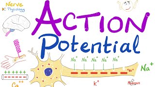 Action Potential  Most COMPREHENSIVE Explanation  Nerve Physiology [upl. by Farand605]