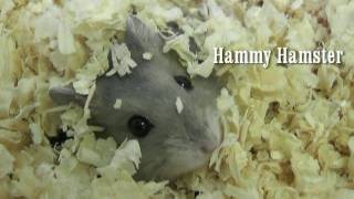 Dwarf Hamsters from babies to adults [upl. by Imalda762]