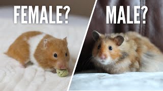 Female or Male Hamsters [upl. by Naoh]