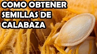 Como Obtener Semillas de Calabaza  Muy fácil [upl. by Doran]