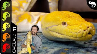 Reticulated Python The Best Pet Snake [upl. by Nylzzaj884]