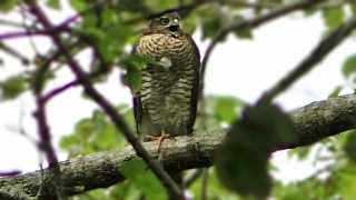 Sparrowhawk Call  What Sound Do Sparrowhawks Make   Birds of Prey [upl. by Aneladgam]