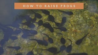 How to raise frogs  how to raise frogs at home  how to raise frogs from eggs [upl. by Rubel]