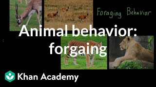 Animal behavior foraging  Individuals and Society  MCAT  Khan Academy [upl. by Bazluke]