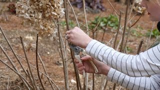 How to Prune a Limelight Hydrangea [upl. by Refinnej]