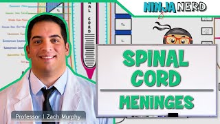 Neurology  Spinal Cord Meninges [upl. by Iveksarap]