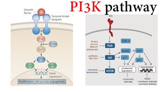 Pi3k Pathway [upl. by Oslec]