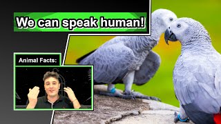 African Grey Parrot Facts  10 Animal Facts about African Grey Parrots [upl. by Hagep23]