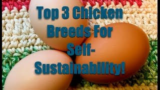 Top 3 Chicken Breeds For SelfSustainability [upl. by Chiles267]