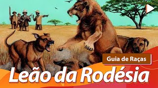 RHODESIAN RIDGEBACK Leão da Rodésia – O caçador de leão  Guia de Raças [upl. by Slrahc]