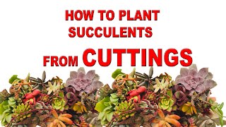 HOW TO PLANT SUCCULENTS FROM CUTTINGS [upl. by Adnaram724]