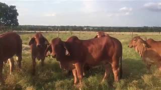 American Red Brahman Heifers For Sale [upl. by Nibbs]