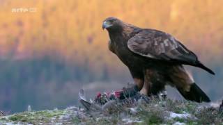 Das Leben des Königs der Berge  Steinadler Doku [upl. by Eittod]