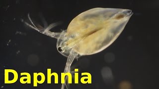 Daphnia [upl. by Nodgnal425]