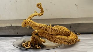 Making the Pharaohs Serpent [upl. by Cadel]