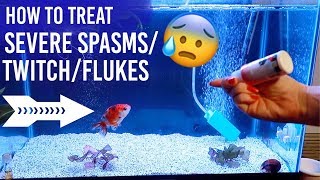 SEVERE Twitching amp Spasms In Goldfish [upl. by Bent]