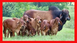 🔴 RANCHO K30 Ganado BRAHMAN ROJO EN MEXICO ✅ ganaderia bovina [upl. by Cheke880]