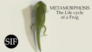 METAMORPHOSIS The Life cycle of a Frog [upl. by Toback]