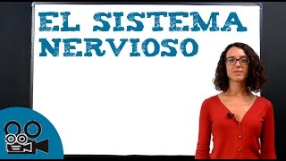 El sistema nervioso [upl. by Drugi]