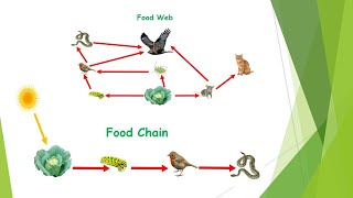 Food Chain amp Food Web Fully Explained [upl. by Kaiser]