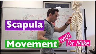 Scapula Movement  Functional Anatomy [upl. by Patsy]