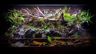 The ULTIMATE FireBellied Toad Paludarium [upl. by Dun885]