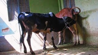 Mating behaviour Gidda bull with Gir heifer enticing3 [upl. by Ettenal]